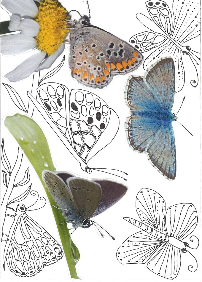 BUTTERFLIES