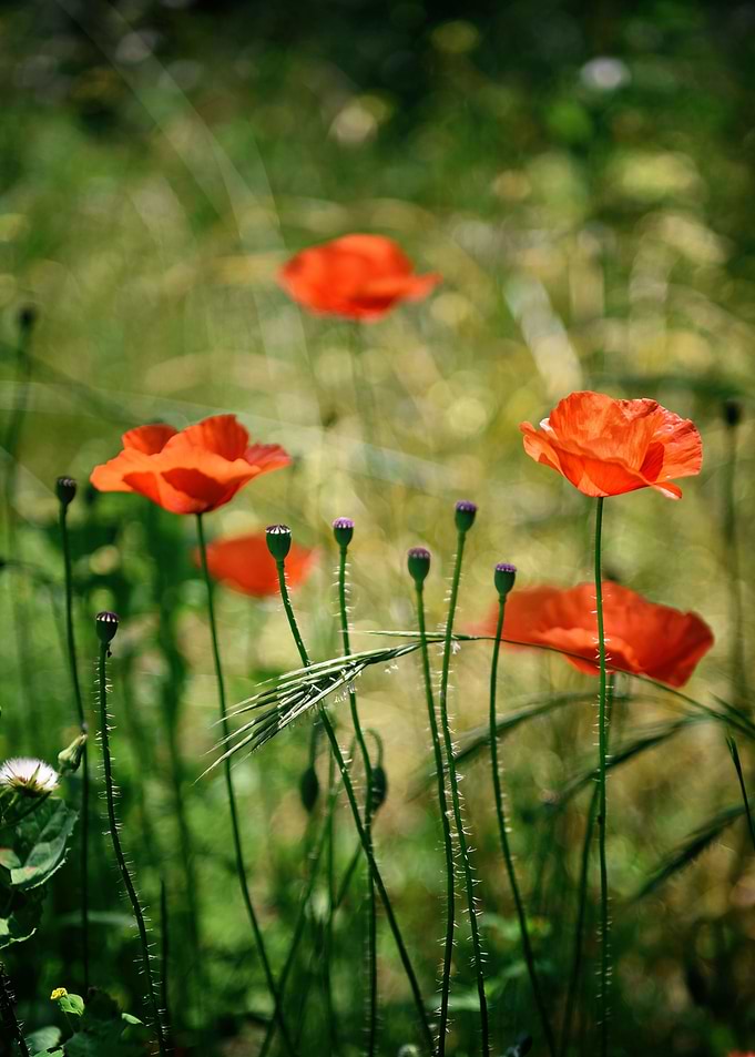 Sunkissed Poppies