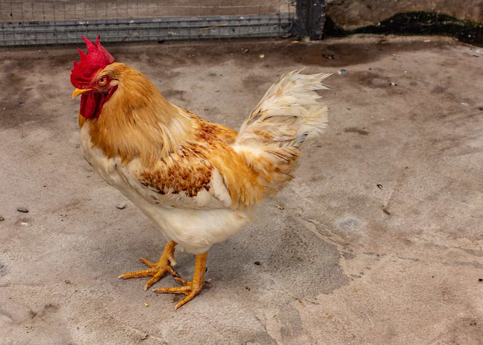 Big White Chicken
