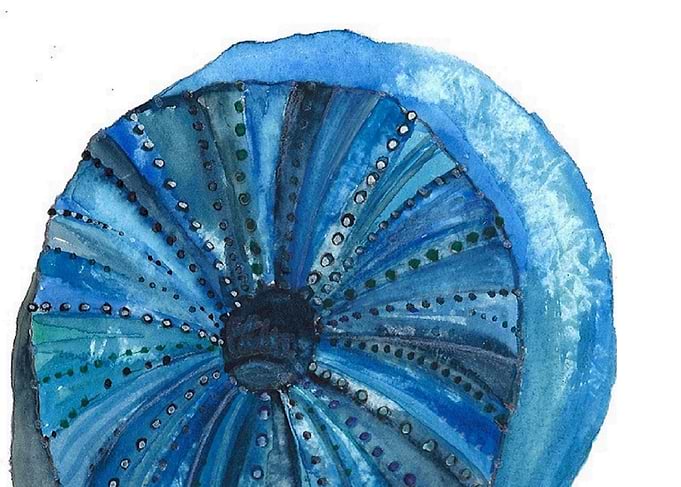 Sea urchin
