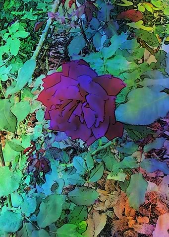 Rainbow rose