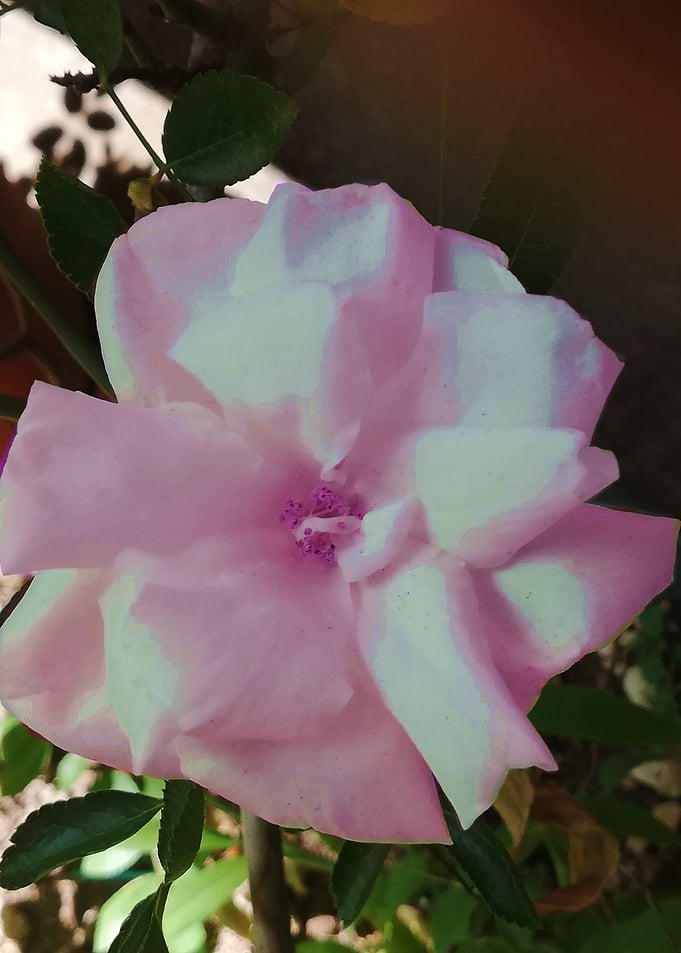 Smooth rose