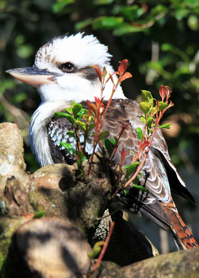Australian Kookaburra