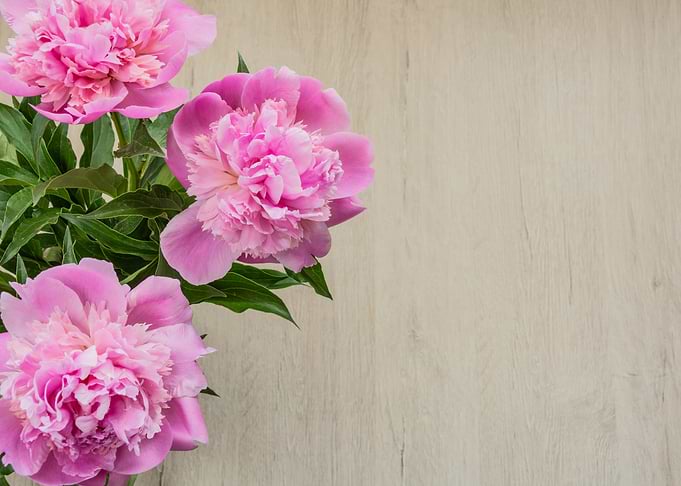 Peonies flowers