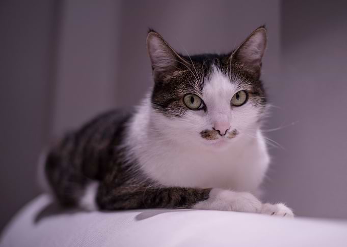 Cat resting on a sofa