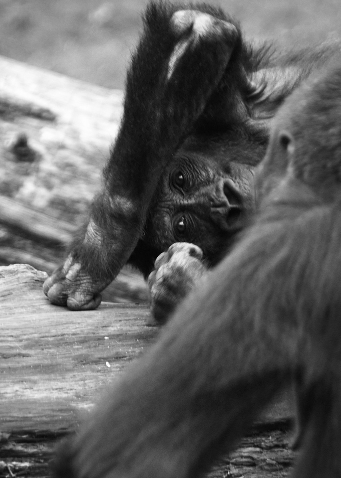 Gorilla