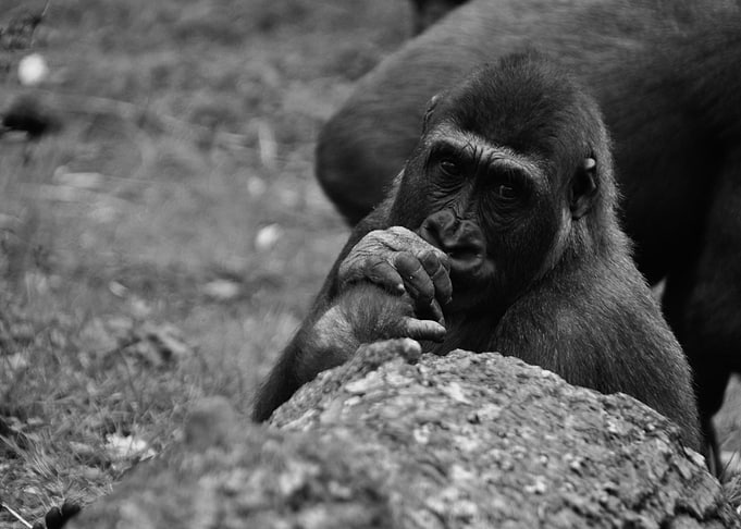 Gorilla