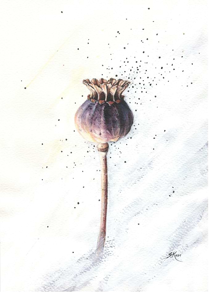 Poppy Pod Painting