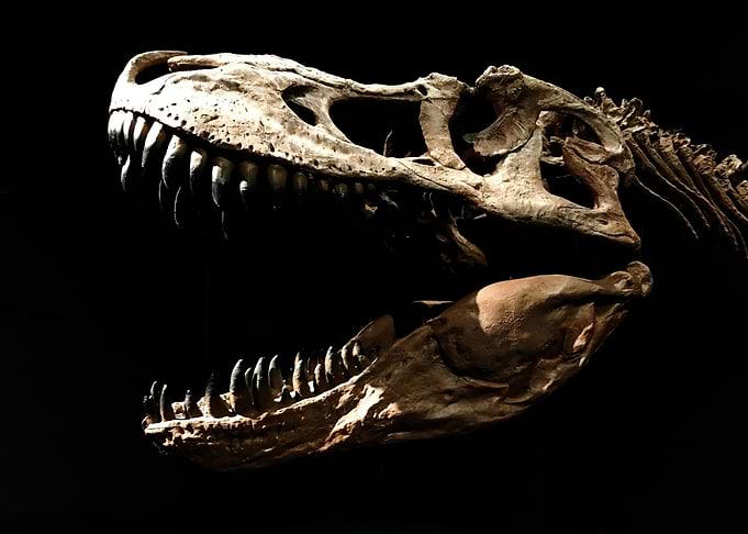TRex Skull