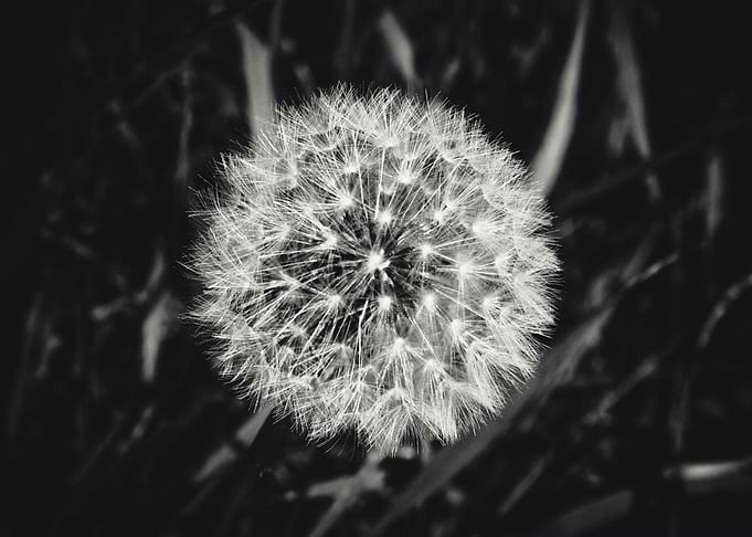 Dandelion