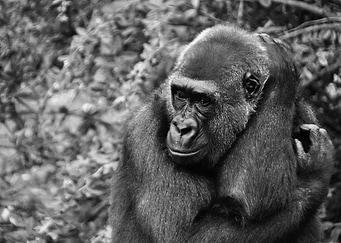 Gorilla