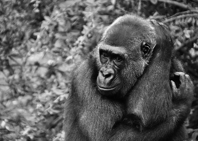 Gorilla