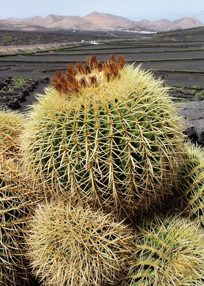 Cactus