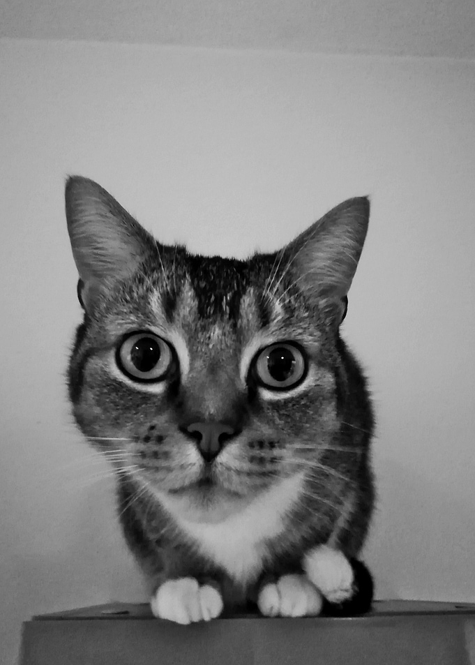 Cat staring into camera