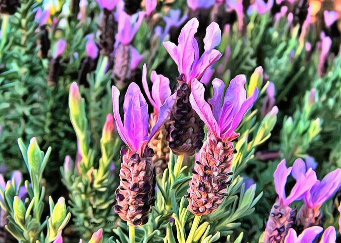 Pink Lavender