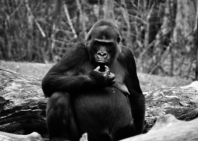 Gorilla