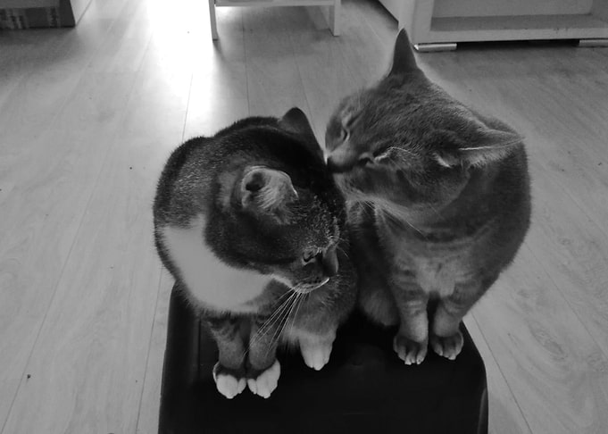 Loving brothers