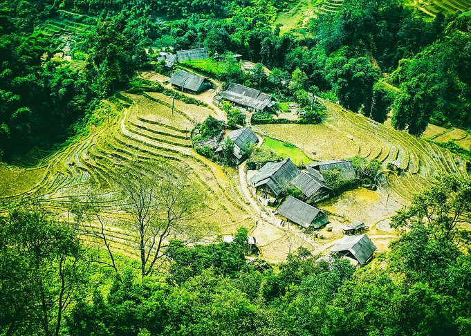 Rice field terraces