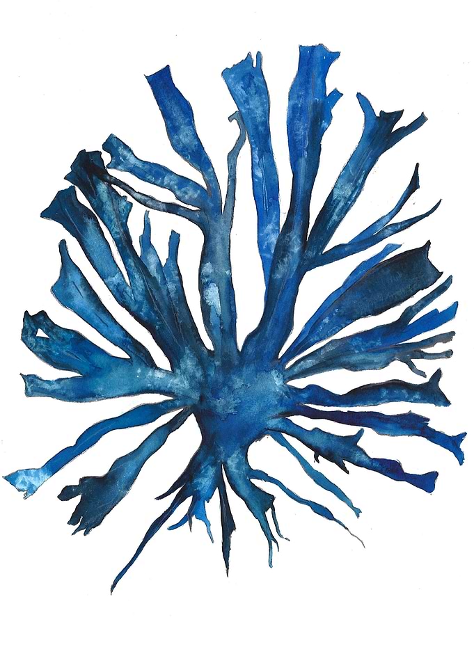 Blue coral flower dream