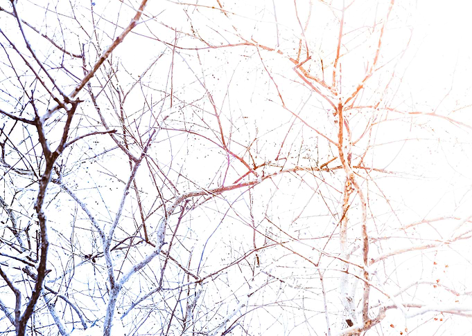 tree branch
