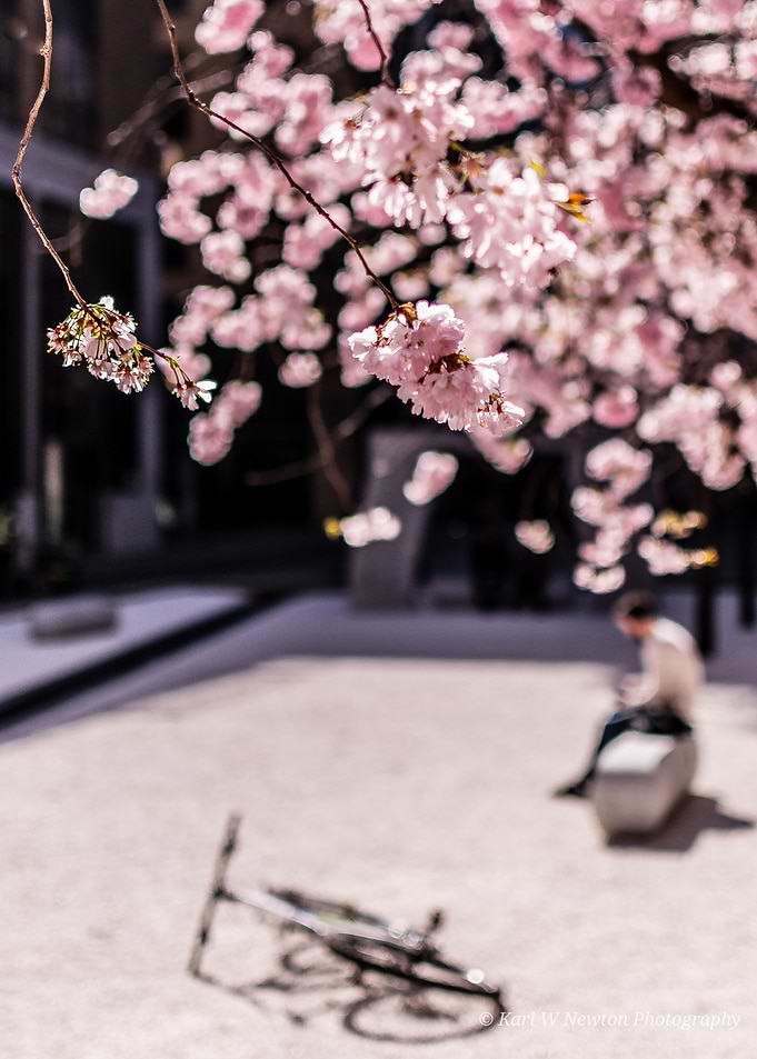 Cherry Blossom Springscene