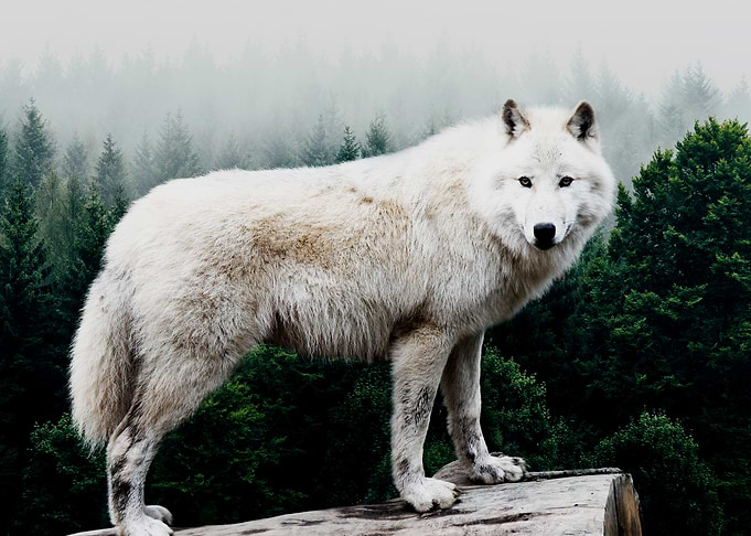 White Wolf in the Forest