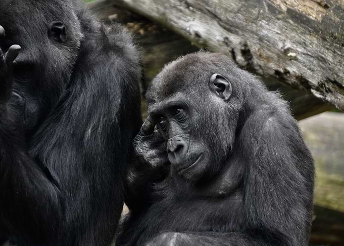 Gorilla color