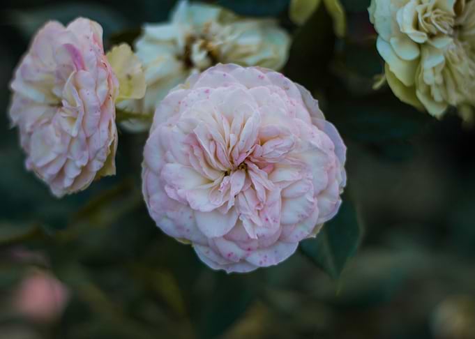 Pink rose