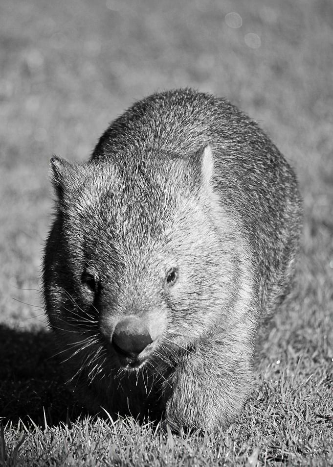 Wombat