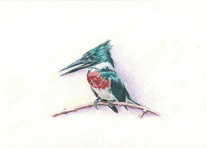 Malachite Kingfisher