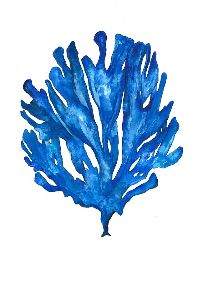Coral blue dream