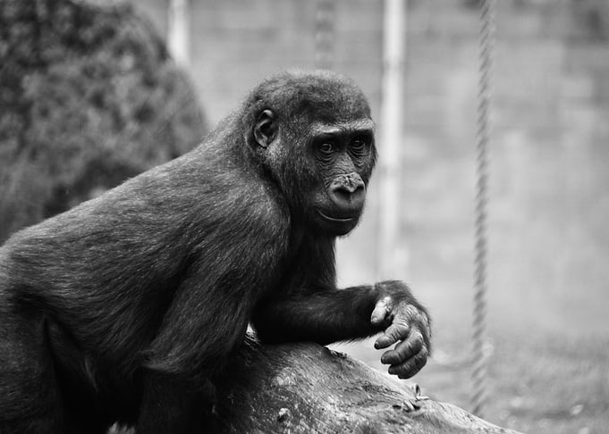 Gorilla