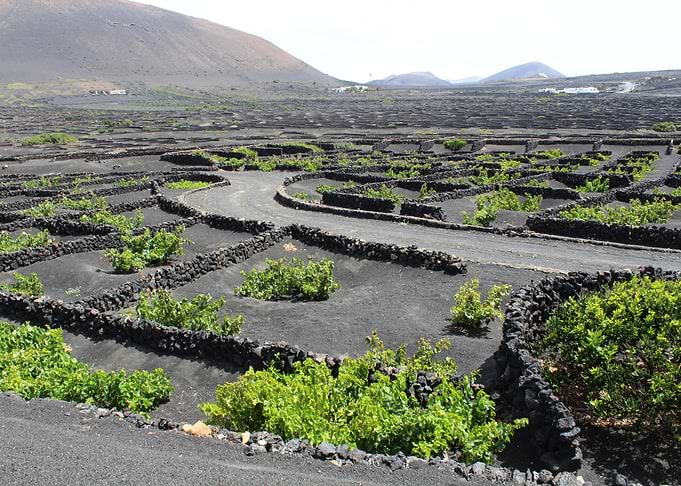 Vineyard in Lanzarote