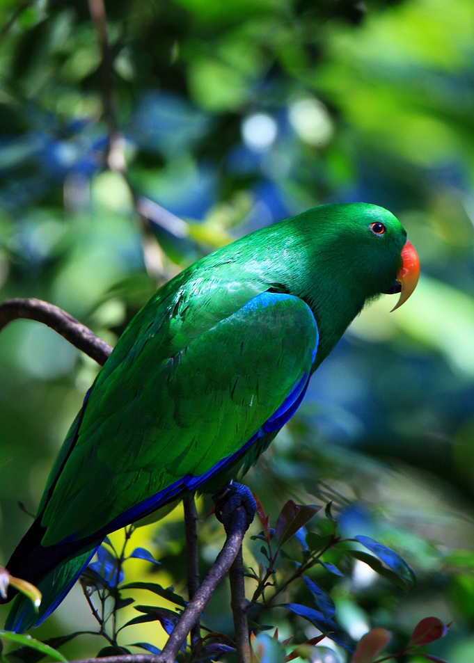 Eclectus Parrot