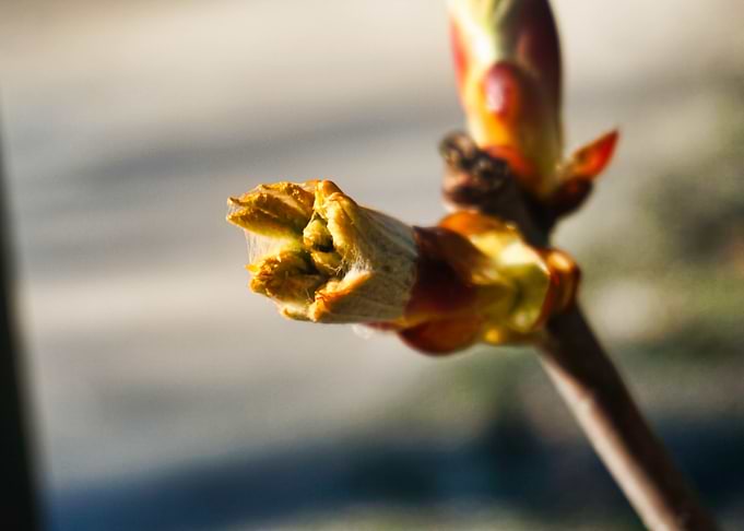 Fruehblueher