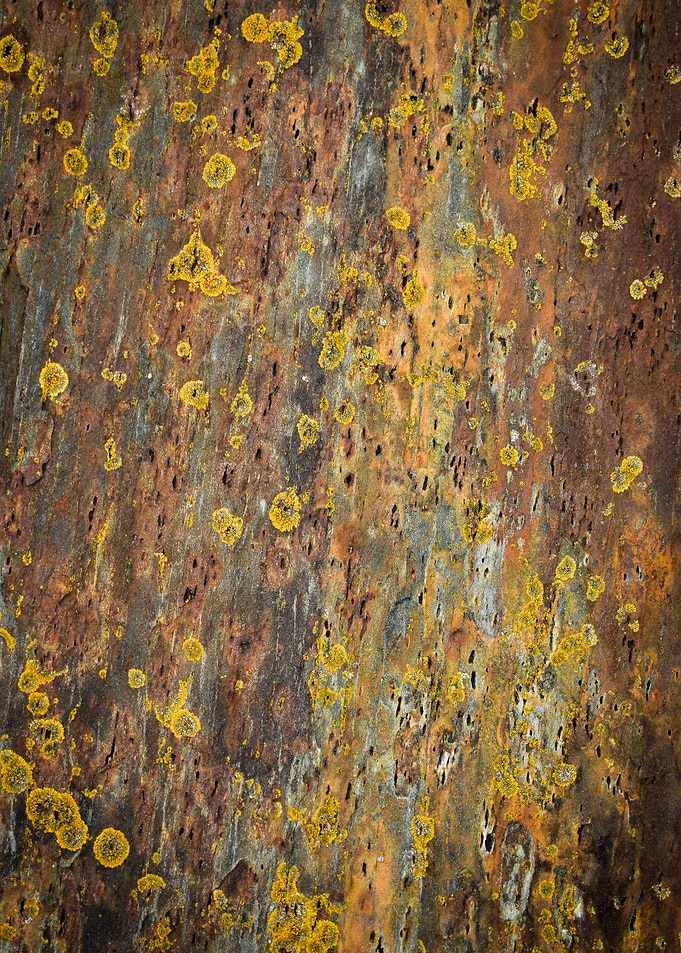 Lichen II