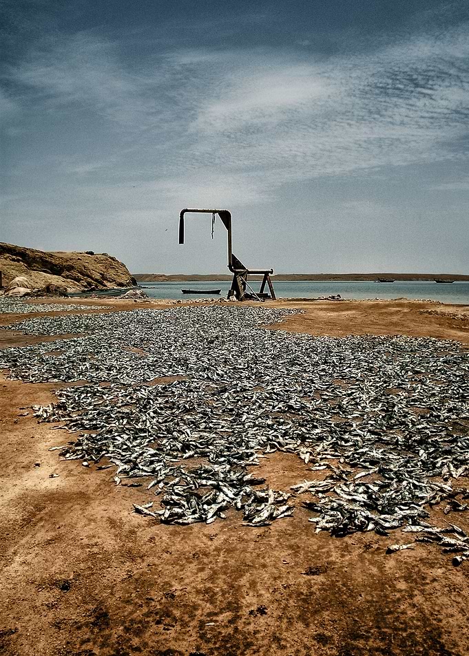 Fishes