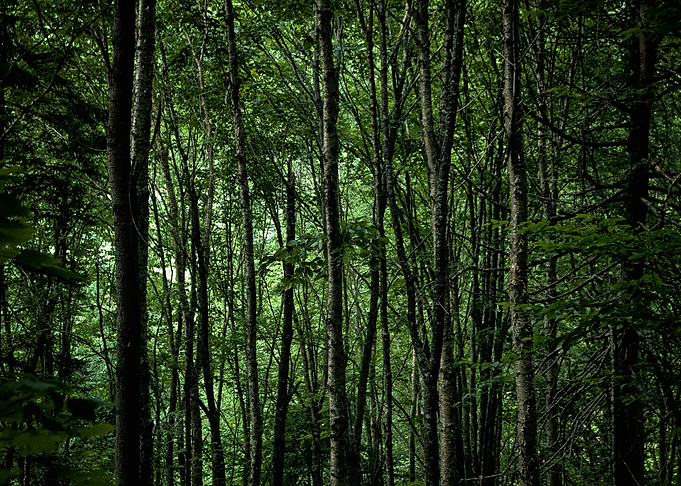 Quebec forest