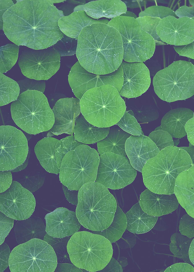 Green Leaf Botanical