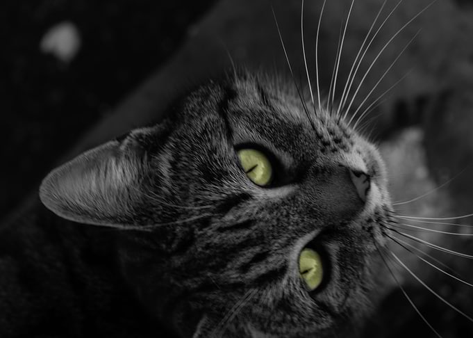 Green Eyes