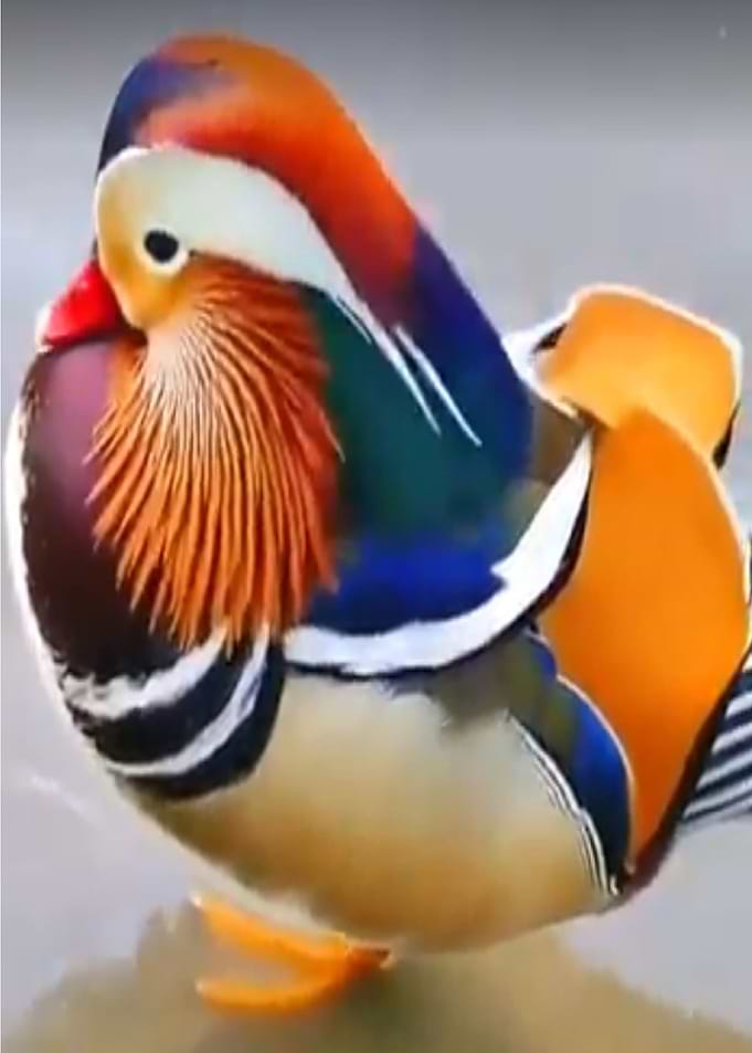 Rare Bird