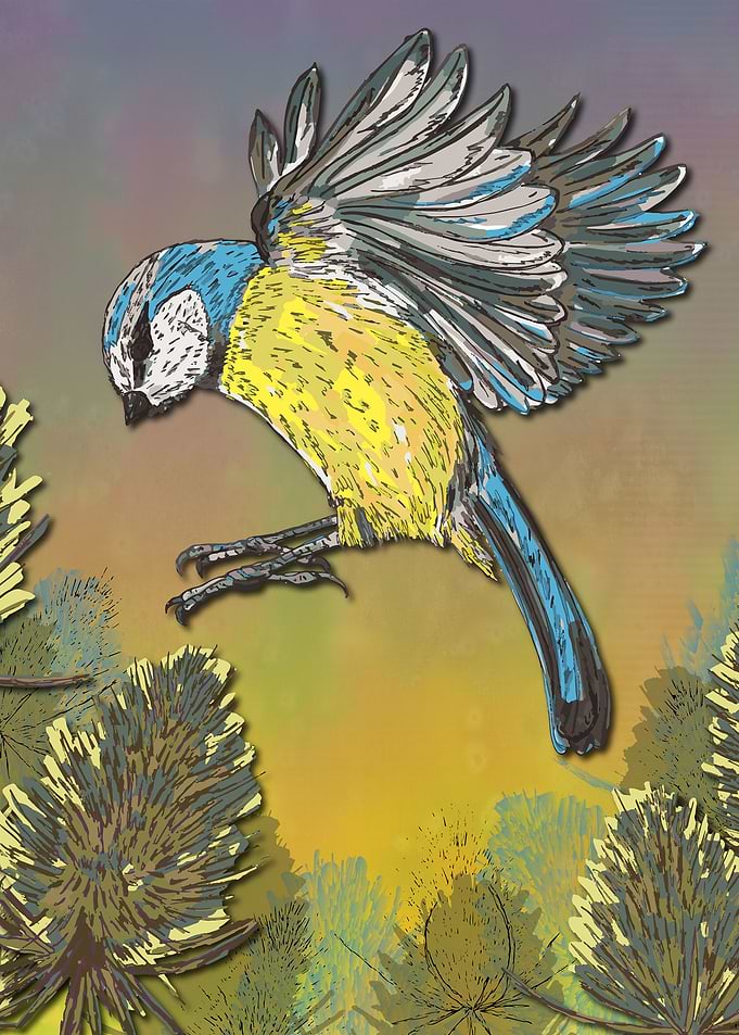 Blue Tit and Teasels