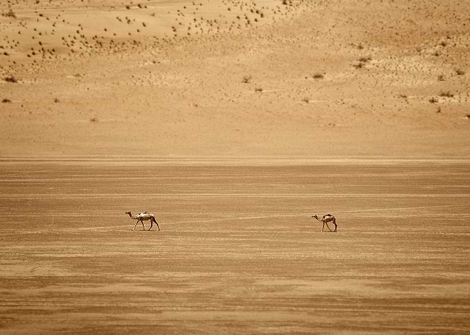 Camels