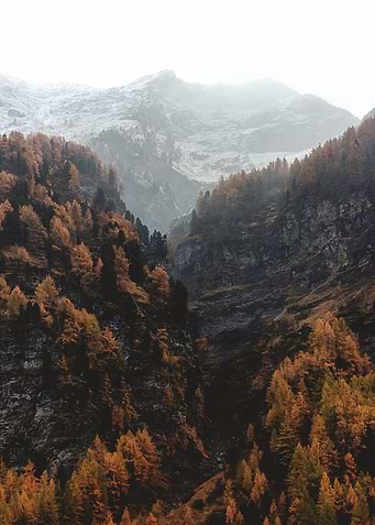 Mountain and trees