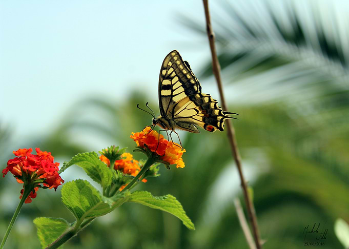 Butterfly and flowers