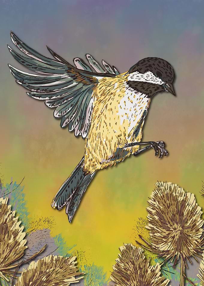 Coal Tit and Teasels