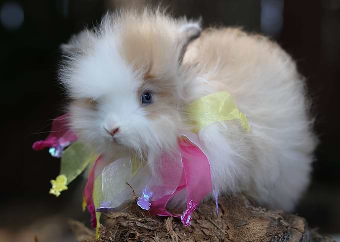 Easter Bunny