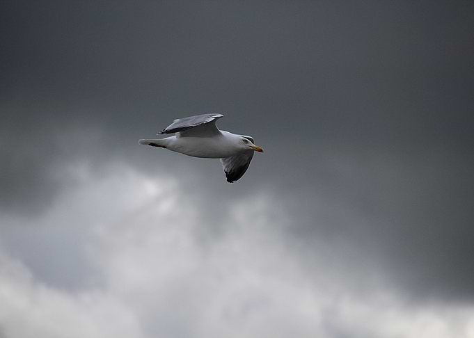 Bird