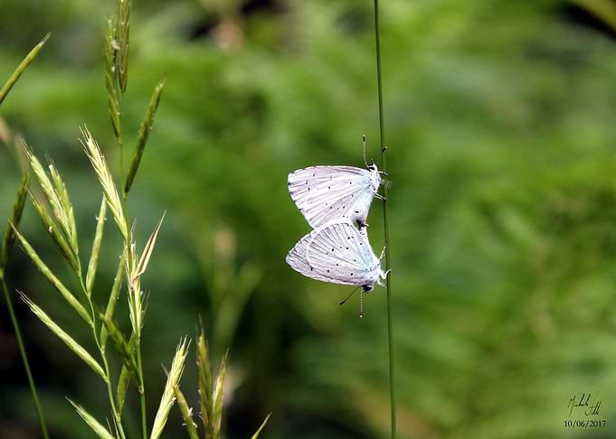 Butterflies