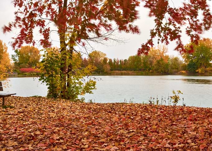 Orange Fall
